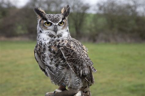 Superb Owl Sunday is swooping in to save your weekend | Mashable