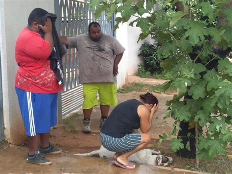 Abelhas matam cães Pitoco e George em ataque a vizinhos de ferro velho