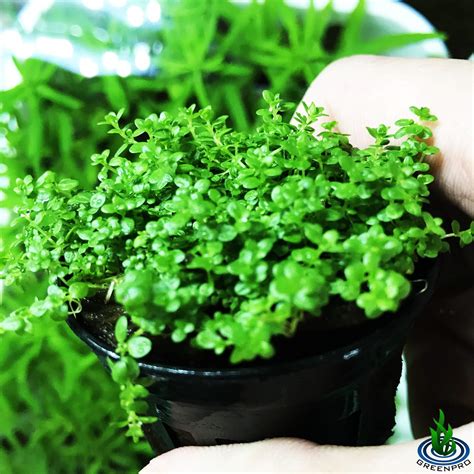 Dwarf Baby Tears Hemianthus Callitrichoides Cuba Live Aquarium Plant