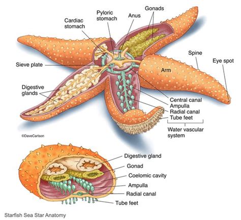 Starfish Internal Anatomy