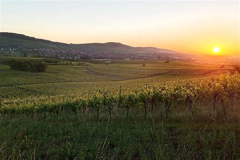 Partez à la découverte dun vignoble alsacien méconnu Actualité