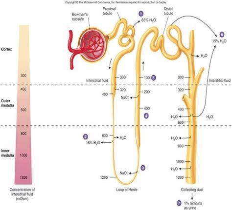 Module 15 Urinary System: Diagram | Quizlet