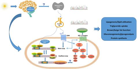 Frontiers The Gh Igf Axis In Circadian Rhythm