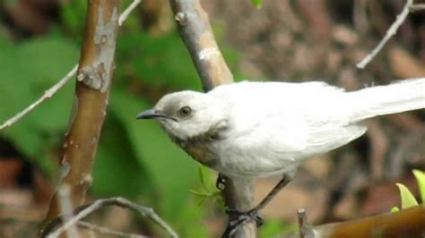 Pajaro Blanco Paraulata Youtube