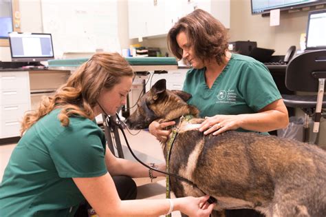 Treatment Options Flint Animal Cancer Center