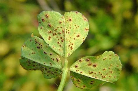 Identificar Planificado Caprichoso Que Es La Roya En Las Plantas