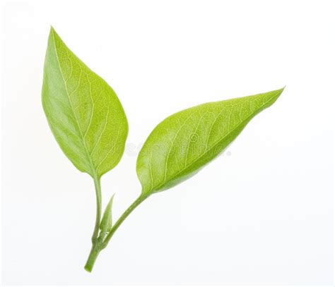 Nature Green Leaf Isolated Stock Photo Image Of Close