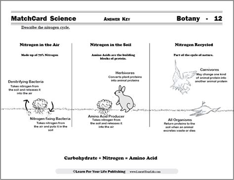 Carbon Cycle Nitrogen Cycle Diagrams PDF Nitrogen Biology