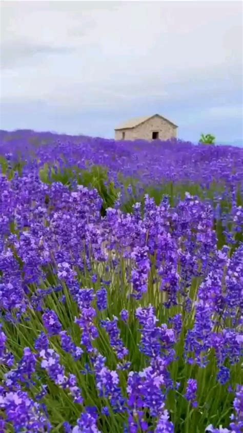 flores,flowers,lavanda, | Nature photography, Beautiful scenery nature ...