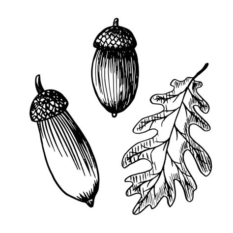 acorns and oak leaf - hand drawn doodle style drawing 14690141 Vector ...