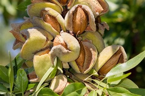 How To Plant Grow And Care For Almond Trees Gardener S Path