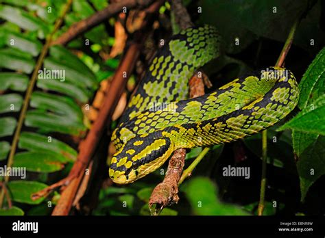 Pit Viper Sri Lanka Ceylan Pit Viper Trimeresurus Trigonocephalus