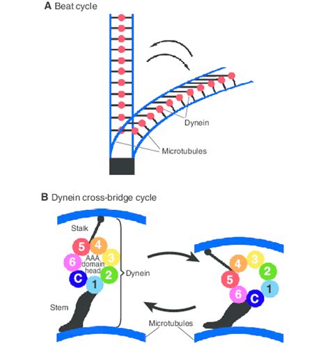 Hypotheses Based On The Dynein Cross Bridge Cycle A The Most Basic