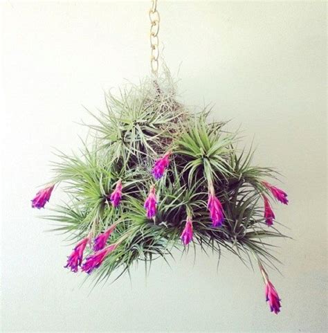 How To Display Air Plants In Hanging Containers | Air plant display, Air plants care, Plant ...