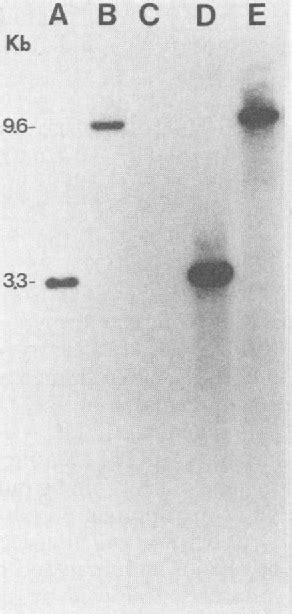 Table 1 From Molecular Cloning And Expression In Escherichia Coli K 12 Of Chromosomal Genes