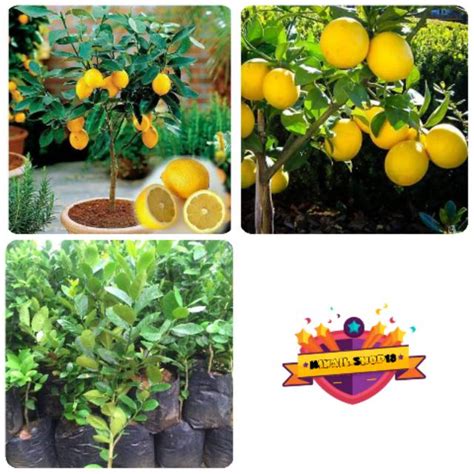 Jual Bibit Jeruk Lemon Tea Pohon Jeruk Lemon Tea Siap Tanam Shopee