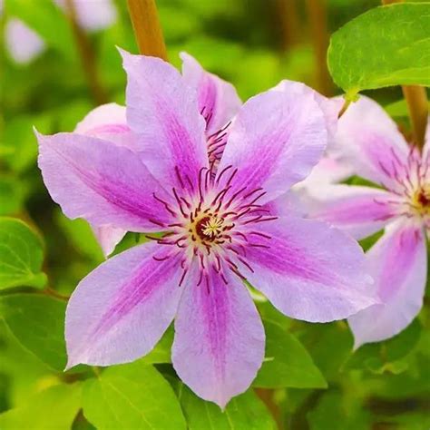 Multi Varieties Climbing Clematis Bulb 1 Pc Pack Urbangardenseed