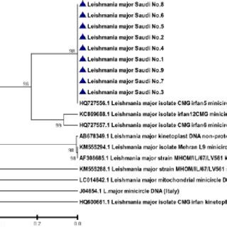 Phylogenetic Tree Analysis Based On The Partial Sequence Of