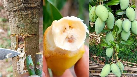 Banana Natural Fast Hormone For Double Mango Grafting On One Mango Tree