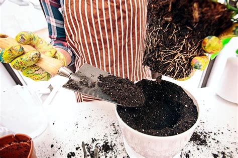 Jovem Est Transplantando Uma Planta Para Um Novo Vaso Em Casa Foto