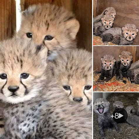 Adorable Cheetah Cubs Take Their First Steps Into The World Live