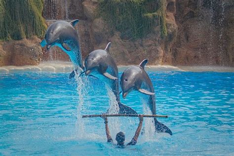 10 Amazing Facts About Bottlenose Dolphins Discover Walks Blog