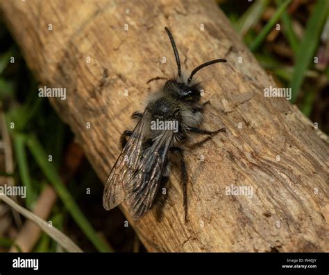 Andrena au printemps Banque de photographies et dimages à haute