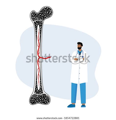 Bone Marrow Anatomical Icon Human Bone Stock Vector Royalty Free