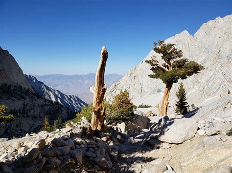 High Altitude Pine Tree This Is Probably The Highest Livin Flickr