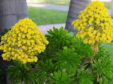 Aeonium Arboreum Pinwheel Desert Rose World Of Flowering Plants