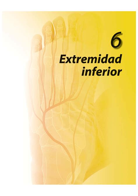 Anatomía De Gray Capítulo 6 Extremidad Inferior Conceptos Generales