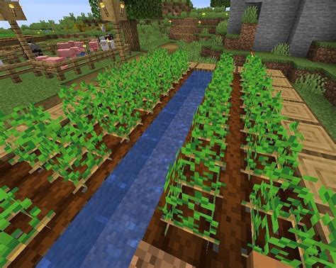 how to farm potatoes in minecraft
