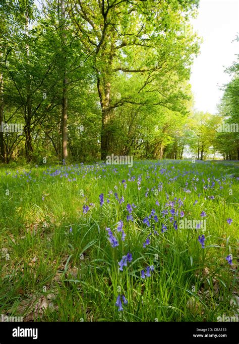 Wild Bluebell Forest Stock Photo Alamy