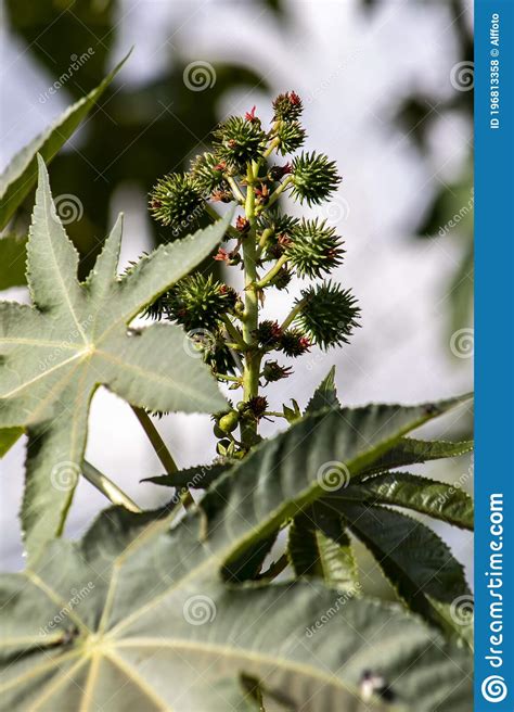 Planta De Frijoles De Castor En Campo Foto De Archivo Imagen De Habas