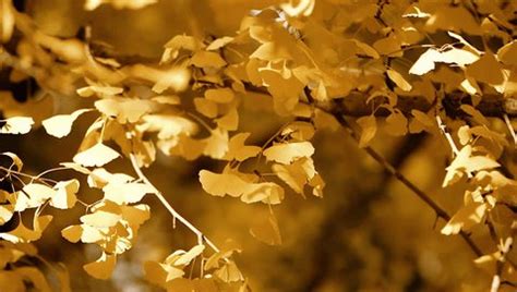 Ginkgo Leaf Ginkgo Tree Autumnal Flora Stock Footage Video (100% ...