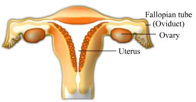 Write The Functions Of The Following In Human Female Reproductive