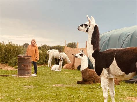 DAS LAMA DINNER Lamasté Dein Weg mit dem Lama