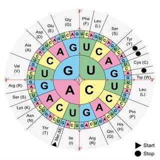 Genetic code Source:... | Download Scientific Diagram