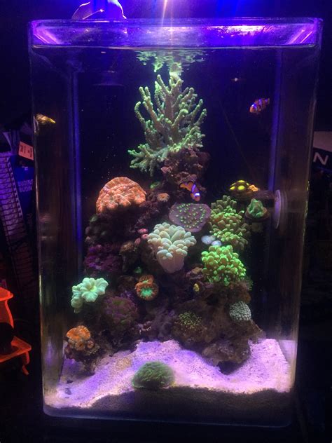 The 5 gallon pico! : r/ReefTank