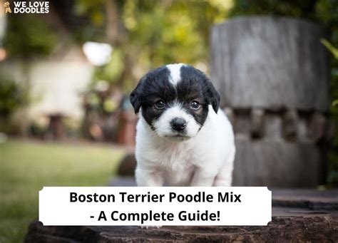 Boston Terrier Poodle Mix - A Complete Guide! (2023) - We Love Doodles