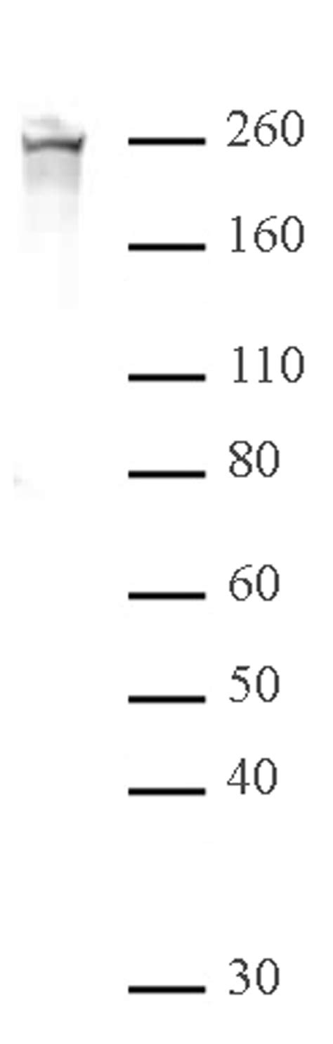 RNA Pol II CTD Phospho Ser2 Antibody PAb United Bio Research