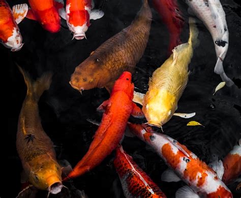 Premium Photo Top View Colorful Koi Fishes