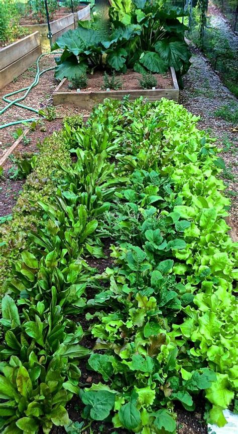 Loose Leaf Lettuce Salad | La Bella Vita Cucina