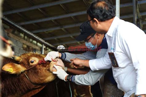 Libatkan Peternak Lokal Sekitar Perusahaan Di Momen Idul Adha H