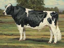 Holstein 101