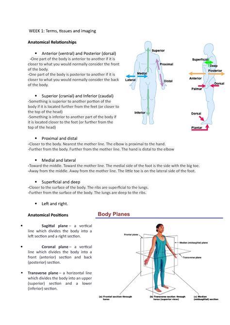 Week 1 Human Biosciences B Notes Week 1 Terms Tissues And Imaging Anatomical Relationships