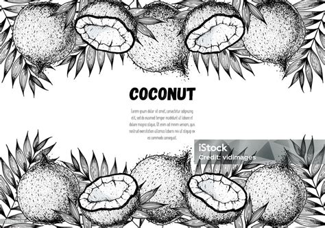 코코넛 손으로 그린 벡터 일러스트레이션 빈티지 스케치 디자인 손으로 그린 그림 코코넛과 야자수 잎 건강한 음식 0명에 대한 스톡