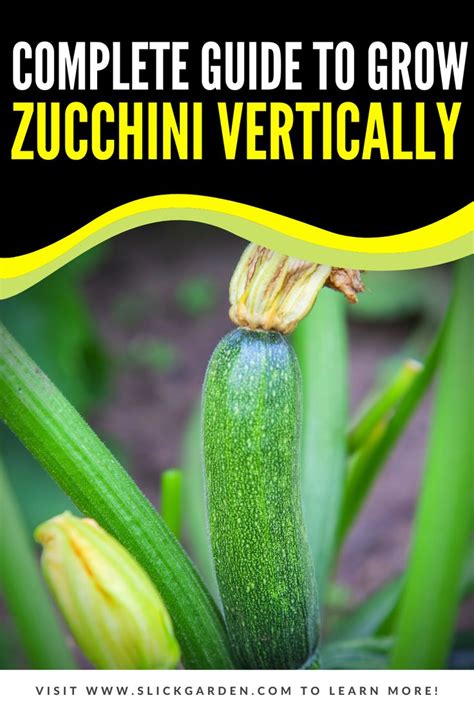 Complete Guide To Grow Zucchini Vertically Growing Zucchini Zucchini