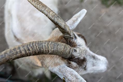 Premium Photo Closeup Beautiful Textured Goat Horns Top View