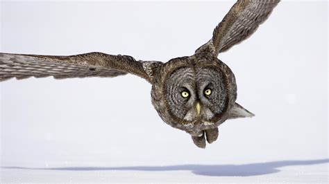 Owl Flying HD Dektop Wallpaper Wallpaper: Language: haute définition ...